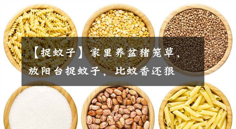 【捉蚊子】家里养盆猪笼草，放阳台捉蚊子，比蚊香还狠