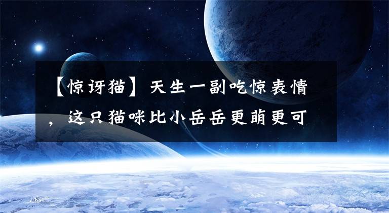 【惊讶猫】天生一副吃惊表情,这只猫咪比小岳岳更萌更可爱!