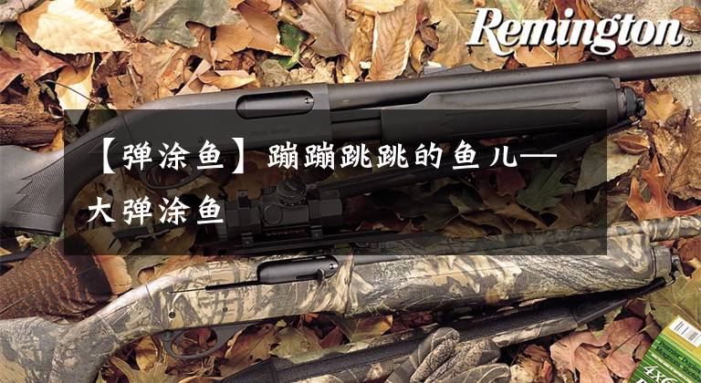 【弹涂鱼】蹦蹦跳跳的鱼儿—大弹涂鱼