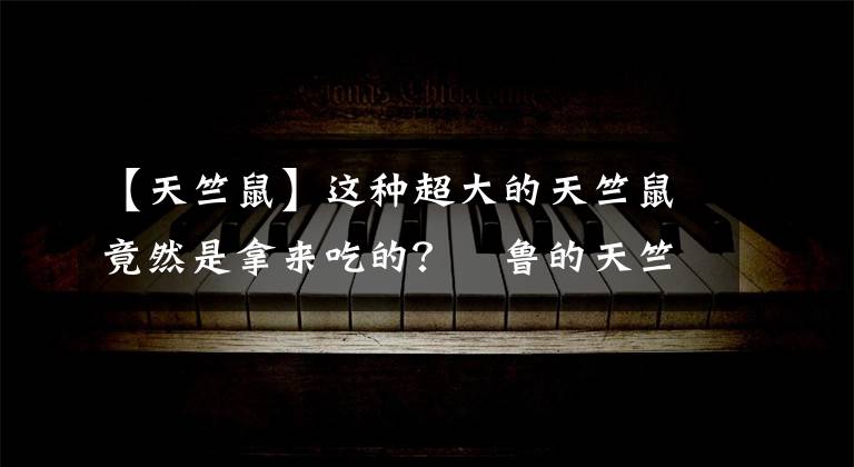 【天竺鼠】这种超大的天竺鼠竟然是拿来吃的?祕鲁的天竺鼠节让人叹为观止!