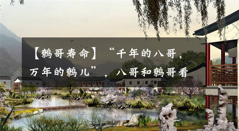 【鹩哥寿命】“千年的八哥，万年的鹩儿”，八哥和鹩哥看起来相似，养起来不同