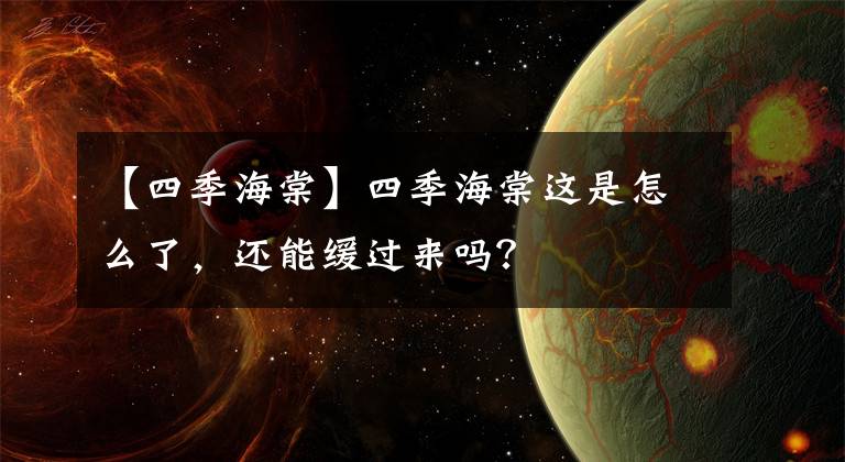 【四季海棠】四季海棠这是怎么了,还能缓过来吗?