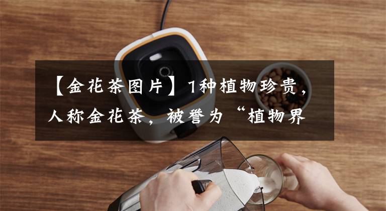 【金花茶图片】1种植物珍贵，人称金花茶，被誉为“植物界大熊猫”，遇见请保护