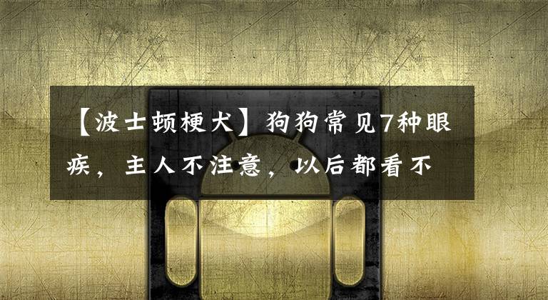 【波士顿梗犬】狗狗常见7种眼疾,主人不注意,以后都看不到狗水汪汪的眼睛