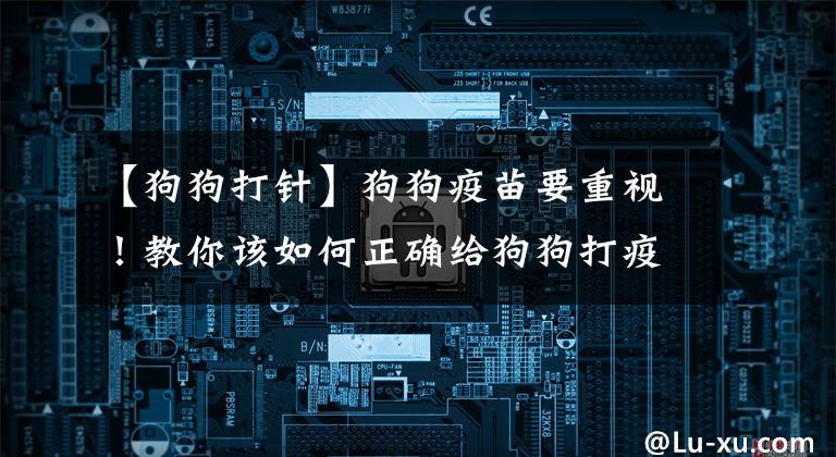 【狗狗打针】狗狗疫苗要重视!教你该如何正确给狗狗打疫苗