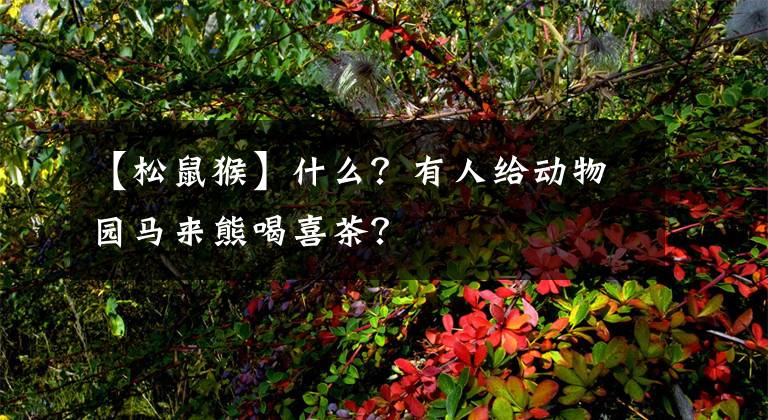 【松鼠猴】什么？有人给动物园马来熊喝喜茶？