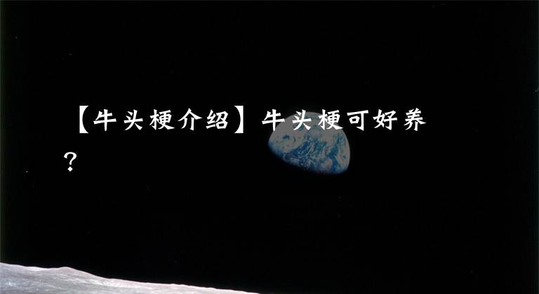 【牛头梗介绍】牛头梗可好养?