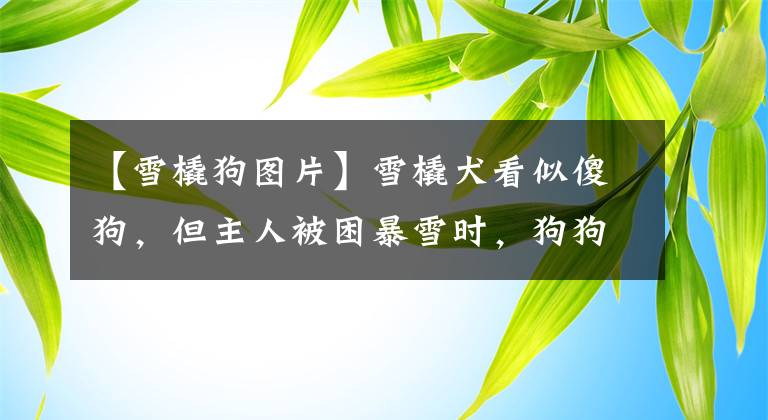 【雪橇狗图片】雪橇犬看似傻狗,但主人被困暴雪时,狗狗却英勇出手将铲屎官救下