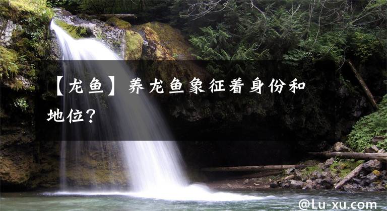 【龙鱼】养龙鱼象征着身份和地位？