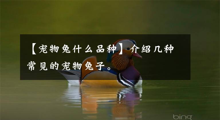 【宠物兔什么品种】介绍几种常见的宠物兔子。