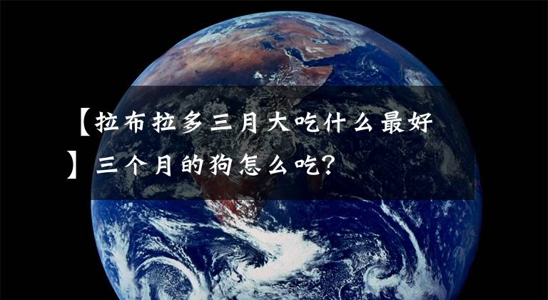 【拉布拉多三月大吃什么最好】三个月的狗怎么吃？