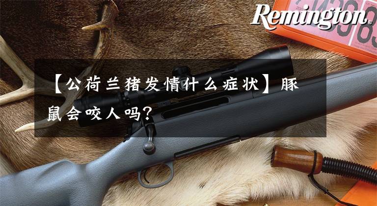 【公荷兰猪发情什么症状】豚鼠会咬人吗?