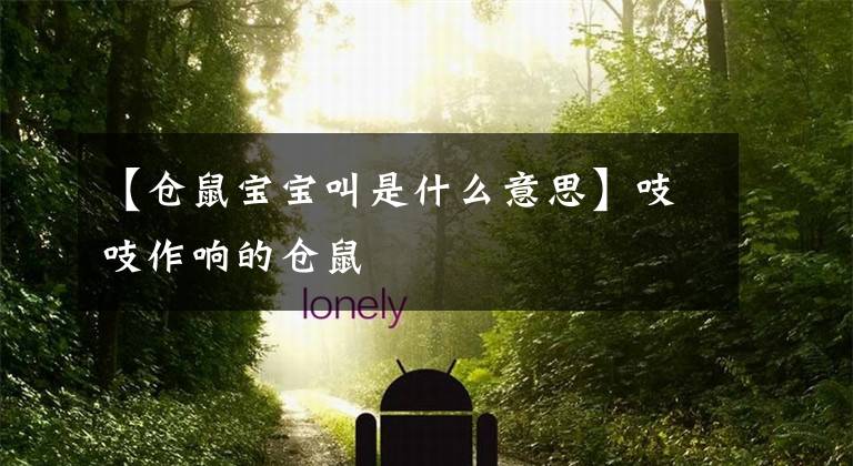 【仓鼠宝宝叫是什么意思】吱吱作响的仓鼠