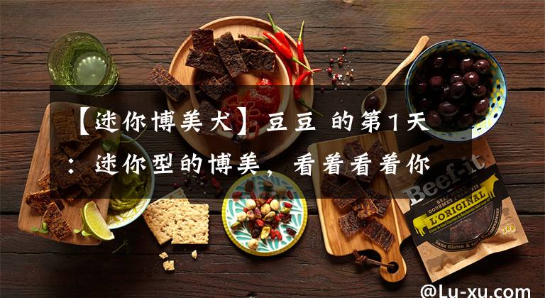 【迷你博美犬】豆豆 的第1天：迷你型的博美，看着看着你把我萌醉了