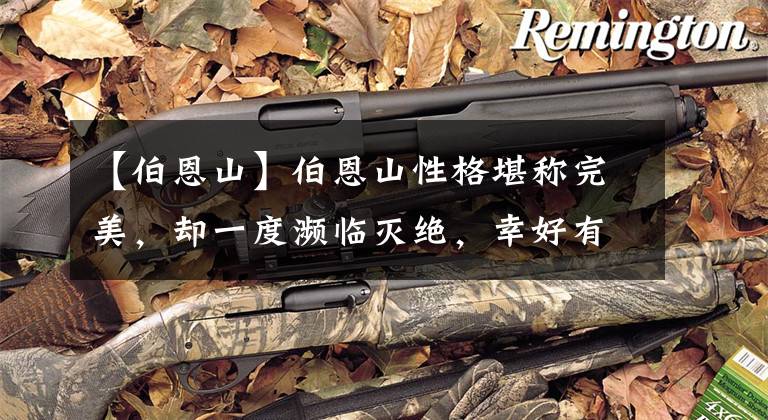 【伯恩山】伯恩山性格堪称完美，却一度濒临灭绝，幸好有人挽救拯救了它们