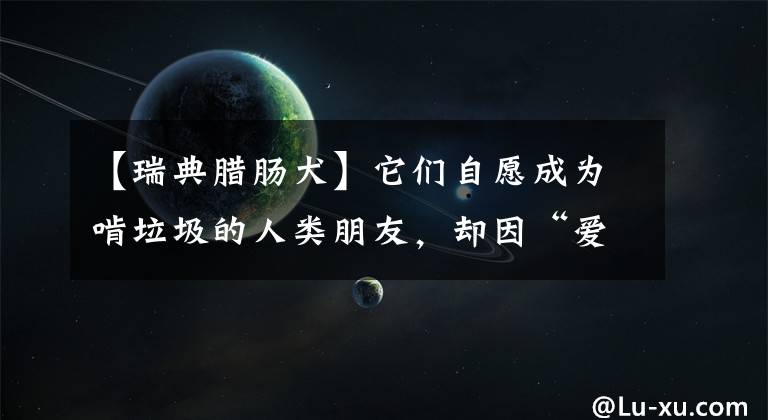【瑞典腊肠犬】它们自愿成为啃垃圾的人类朋友,却因“爱心”沦为只有皮囊的玩物