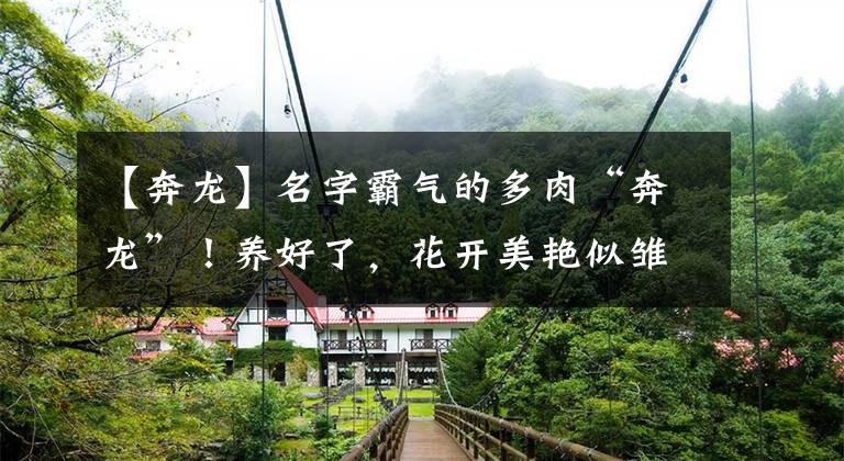 【奔龙】名字霸气的多肉“奔龙”！养好了，花开美艳似雏菊