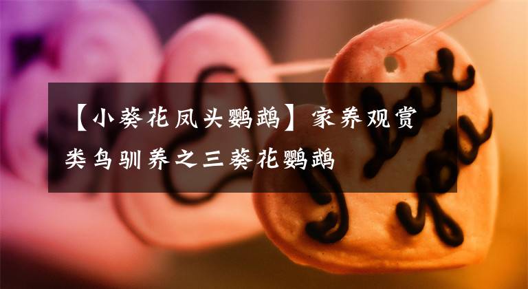 【小葵花凤头鹦鹉】家养观赏类鸟驯养之三葵花鹦鹉