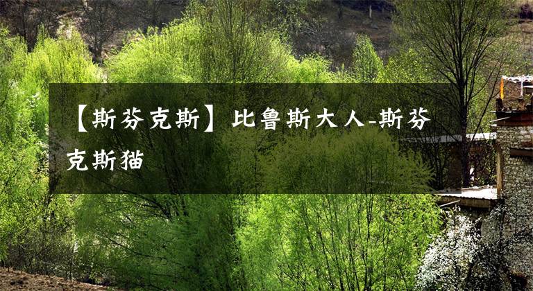 【斯芬克斯】比鲁斯大人-斯芬克斯猫