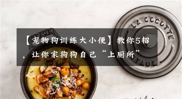 【宠物狗训练大小便】教你5招，让你家狗狗自己“上厕所”