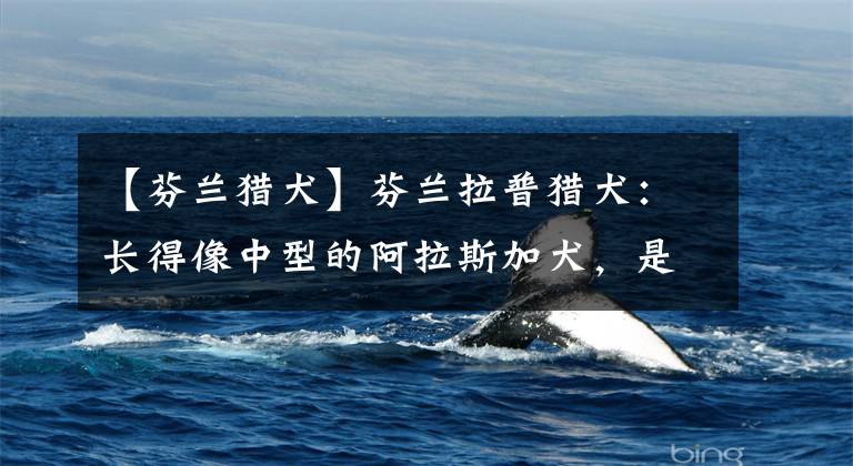 【芬兰猎犬】芬兰拉普猎犬：长得像中型的阿拉斯加犬，是能够狩猎驯鹿的狗狗