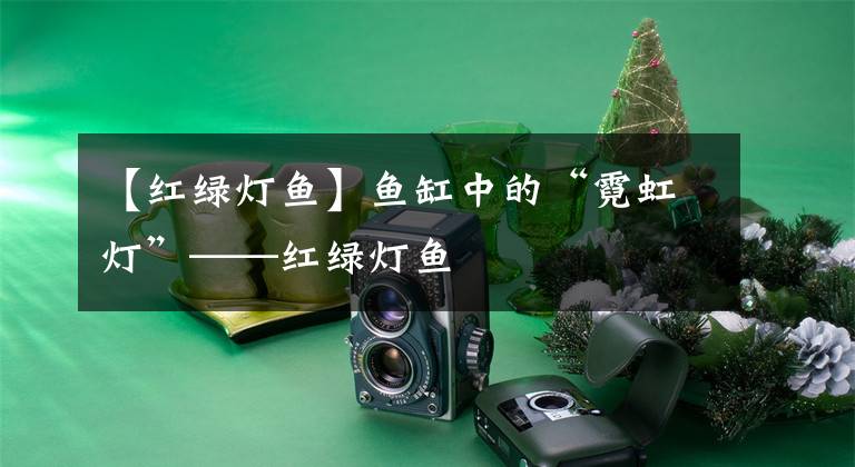 【红绿灯鱼】鱼缸中的“霓虹灯”——红绿灯鱼