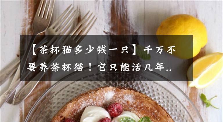 【茶杯猫多少钱一只】千万不要养茶杯猫！它只能活几年......