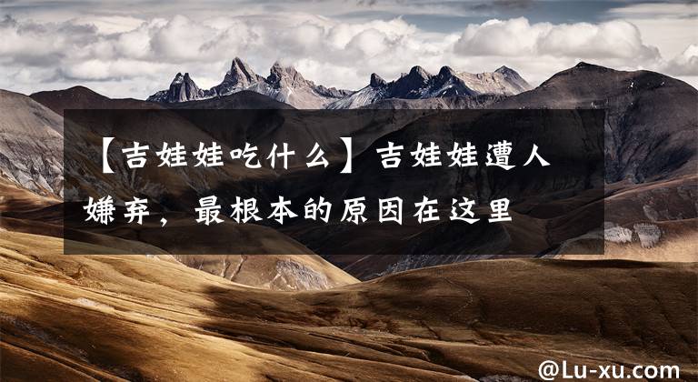 【吉娃娃吃什么】吉娃娃遭人嫌弃，最根本的原因在这里