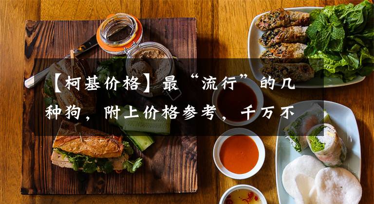 【柯基价格】最“流行”的几种狗，附上价格参考，千万不要买贵了