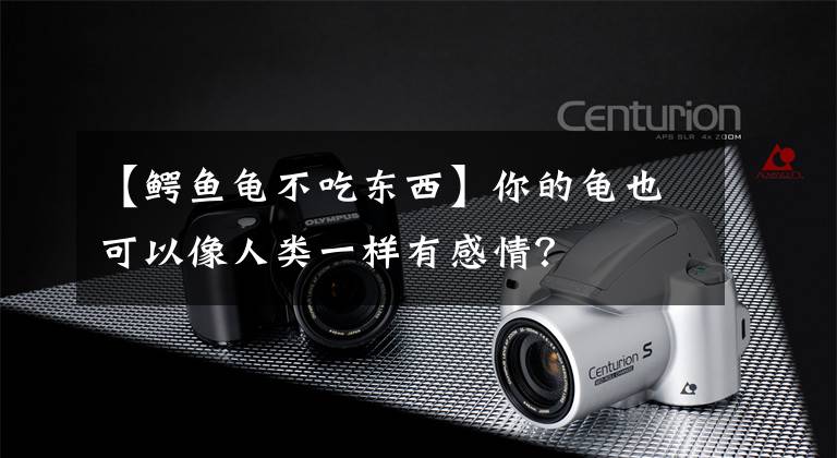 【鳄鱼龟不吃东西】你的龟也可以像人类一样有感情？