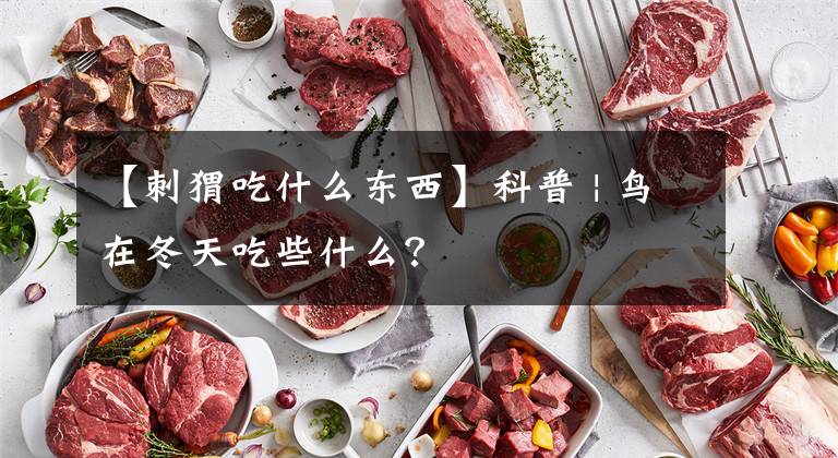 【刺猬吃什么东西】科普 | 鸟在冬天吃些什么?