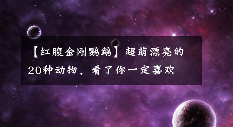 【红腹金刚鹦鹉】超萌漂亮的20种动物，看了你一定喜欢