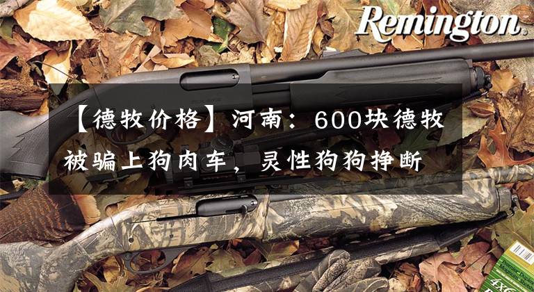 【德牧价格】河南：600块德牧被骗上狗肉车，灵性狗狗挣断绳索拼命逃窜追主人