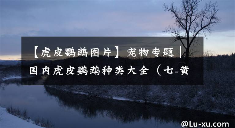 【虎皮鹦鹉图片】宠物专题｜国内虎皮鹦鹉种类大全（七-黄白化+隐派）