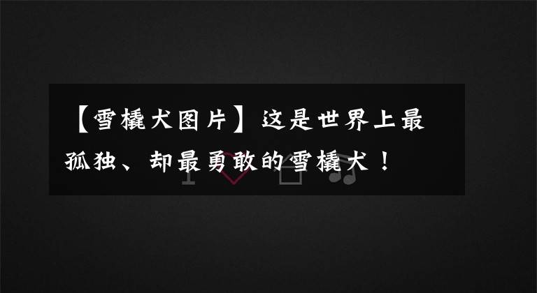 【雪橇犬图片】这是世界上最孤独、却最勇敢的雪橇犬!