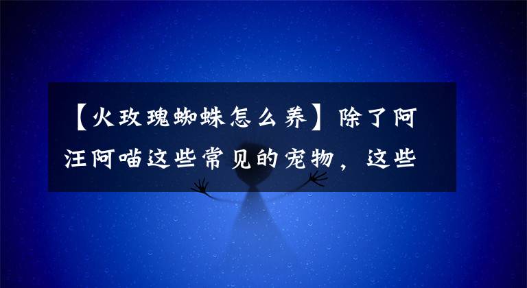 【火玫瑰蜘蛛怎么养】除了阿汪阿喵这些常见的宠物,这些罕见危险的宠物你敢养吗?