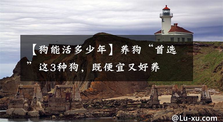 【狗能活多少年】养狗“首选”这3种狗，既便宜又好养