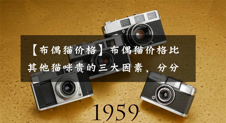 【布偶猫价格】布偶猫价格比其他猫咪贵的三大因素,分分钟让你们喜欢它!