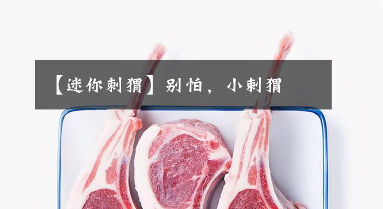 【迷你刺猬】别怕,小刺猬