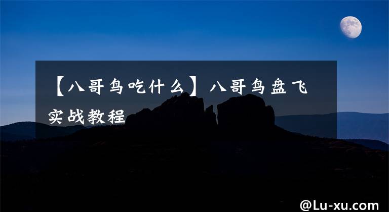 【八哥鸟吃什么】八哥鸟盘飞实战教程