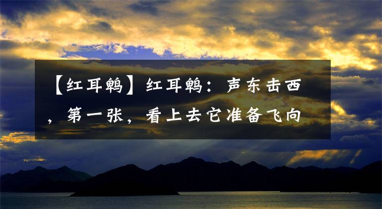【红耳鹎】红耳鹎：声东击西，第一张，看上去它准备飞向荷花，实际上它的目标是荷花后面的莲蓬。