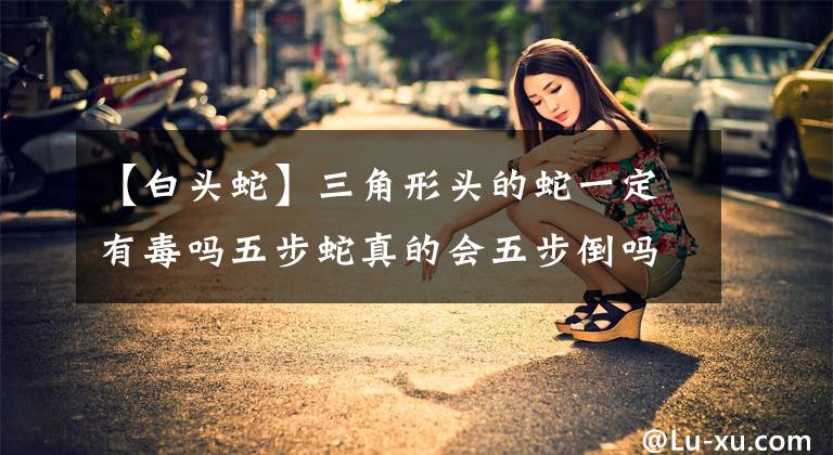 【白头蛇】三角形头的蛇一定有毒吗五步蛇真的会五步倒吗