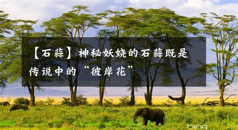 【石蒜】神秘妖娆的石蒜既是传说中的“彼岸花”