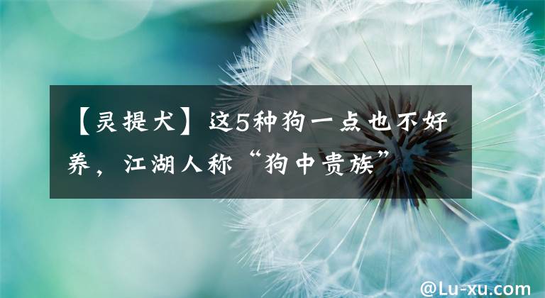 【灵提犬】这5种狗一点也不好养，江湖人称“狗中贵族”