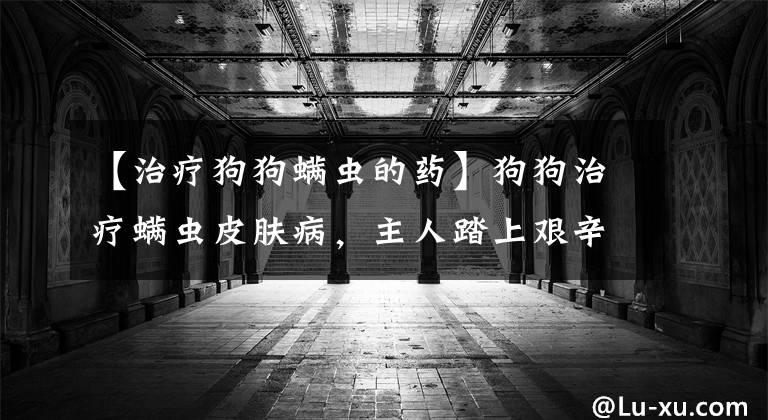 【治疗狗狗螨虫的药】狗狗治疗螨虫皮肤病,主人踏上艰辛历程终有报