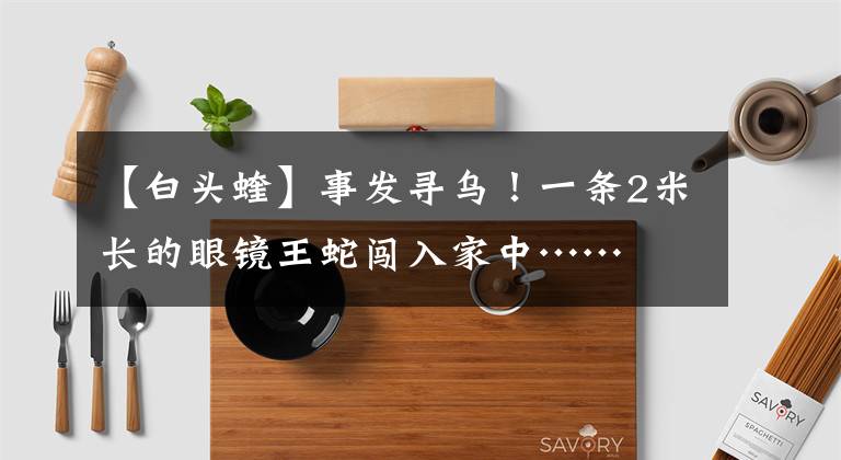 【白头蝰】事发寻乌！一条2米长的眼镜王蛇闯入家中……