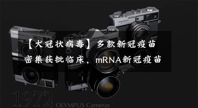 【犬冠状病毒】多款新冠疫苗密集获批临床,mRNA新冠疫苗赛道竞争日趋激烈