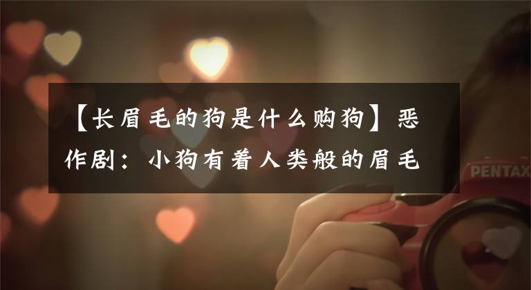 【长眉毛的狗是什么购狗】恶作剧:小狗有着人类般的眉毛,充满了喜悦感