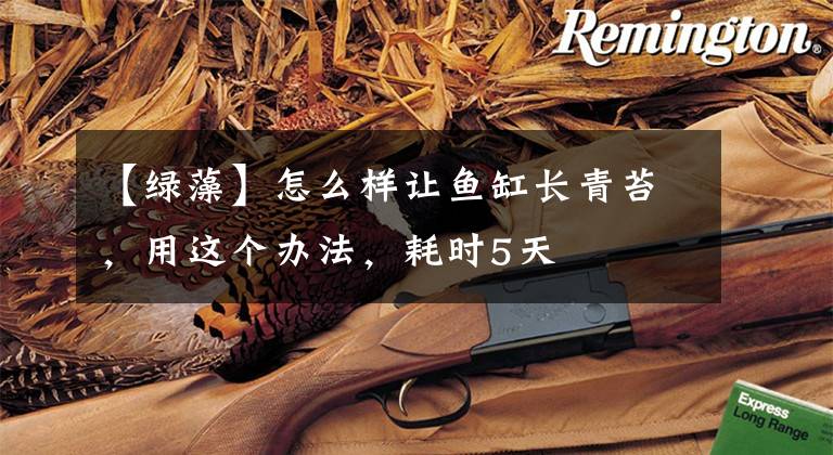 【绿藻】怎么样让鱼缸长青苔，用这个办法，耗时5天