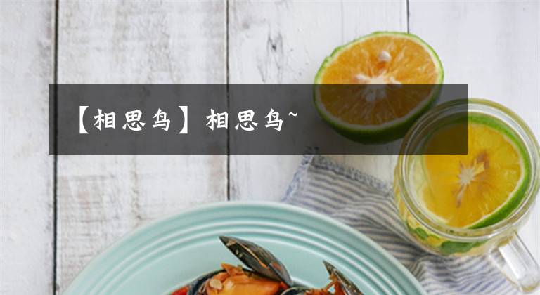 【相思鸟】相思鸟~